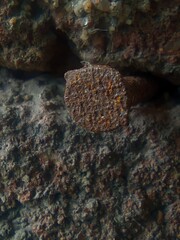 crab on the rock