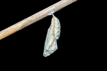 Cocoon of a painted lady butterfly (Vanessa cardui) in the wild in KwaZulu-Natal, South Africa