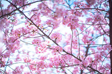 河津桜