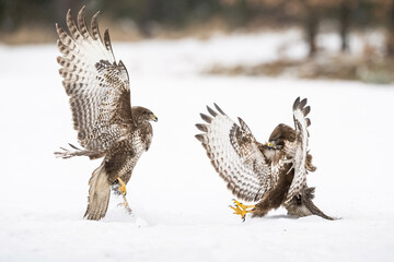 Common Buzzards (Buteo buteo). Two raptors in an intense aerial confrontation. Snow-covered ground...