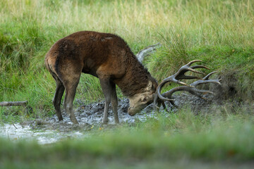 Red deer (Cervus elaphus). Deer lowering its head into the muddy ground. Wetland meadow with lush green grass surrounding a shallow waterhole.