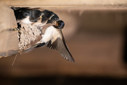 Barn swallow (Hirundo rustica). Bird feeding chicks in mud nest. Rural barn habitat with warm earthy tones. A delicate moment of parental care captured mid-flight. - Powered by Adobe