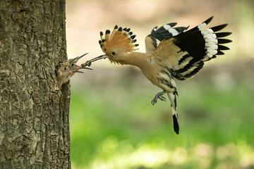 Eurasian Hoopoe (Upupa epops). Parent feeding its chick at the nest entrance. Tree trunk in lush green surroundings. A moment of tender care and precision.