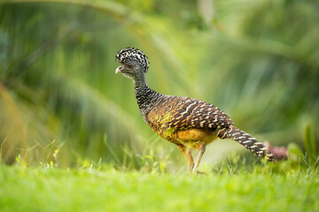 Great Curassow (Crax rubra). Large ground-dwelling bird standing in tropical grassland. Dense foliage environment. Unique crest and striking feather pattern.