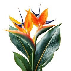 Vibrant Orange Bird of Paradise: Tropical Botanical Floral Art & Nature Photography