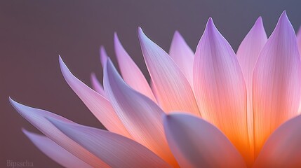 Soft Purple and Orange Flower Closeup