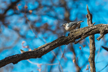 A small nuthatch in a tree forages for food
