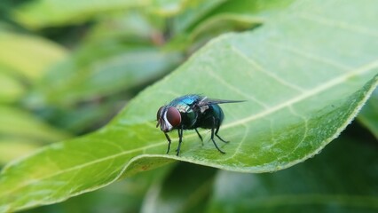 fly on green leaf
