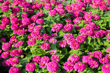 Blooming zinnia flowers in the field