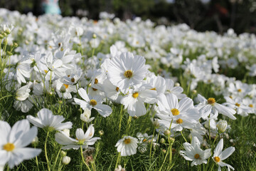 White cosmos flowers in the park