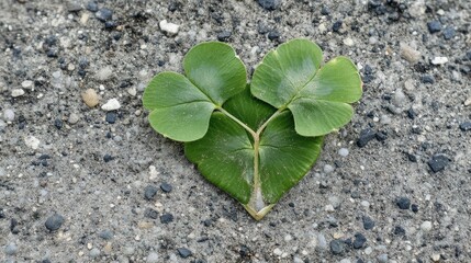green , leaf , ground