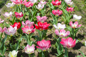Beautiful tulip flower garden. The Expo 70 Commemorative Park, Osaka, Japan