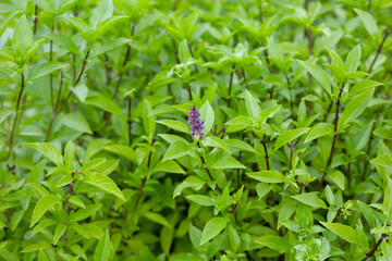 Thai sweet basil herb plant