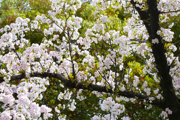 Branches of sakura flowers, cherry blossom