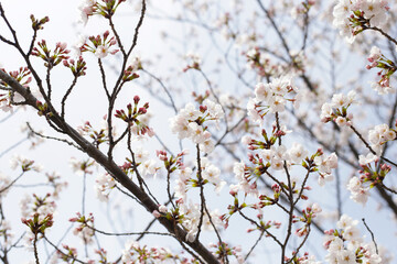 Branches of sakura flowers, cherry blossom