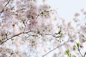 Branches of sakura flowers, cherry blossom