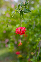 A striking, fringed red hibiscus (Hibiscus schizopetalus) hangs delicately from a slender branch © Bowonpat