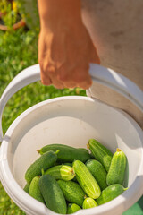 A close-up of a person holding a bucket of freshly picked cucumbers, with a blurred grassy background.