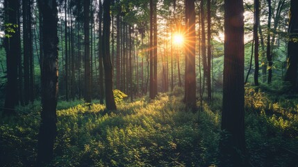 Sunlight filters through the tall trees in a forest, casting rays of light on the lush ground below in a tranquil setting..