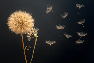 dandelion seeds fly from a flower on a dark blue background. botany and bloom growth propagation.