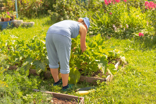 A gardener bent over in a vegetable garden, picking fresh produce in a lush green environment.