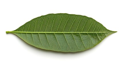 Obraz premium Vibrant Green Leaf Close-up