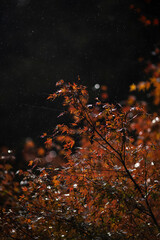 雨の中の紅葉