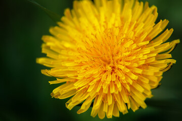 Close up of Dandelion officinalis in nature. Dandelion of the family Taraxacum officinale close-up. Dandelion officinalis