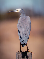 White-faced Heron