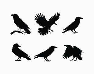 Fototapeta premium Crow Silhouette Collection EPS Vector Illustration Isolated