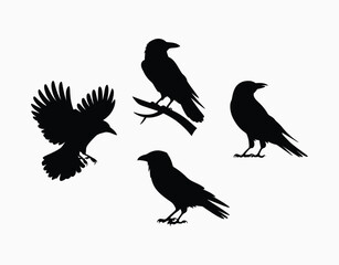 Fototapeta premium Crow Silhouette Isolated EPS Vector Collection