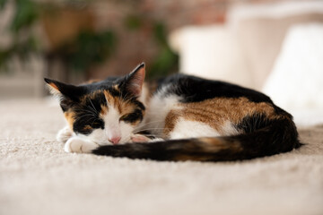 Tricolor kitten curled up in a tight ball, peacefully sleeping on a soft bed. Its fur, a mix of...