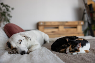 Obraz premium A small white mutt with a distinctive spot over one eye sleeps soundly next to a three-colored kitten