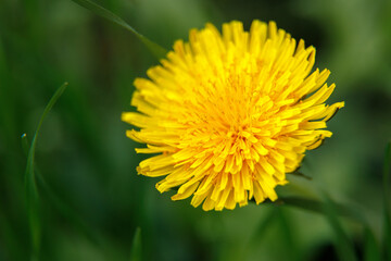 Close up of Dandelion officinalis in nature. Dandelion of the family Taraxacum officinale close-up. Dandelion officinalis