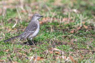 Fototapeta premium Closeup of a northern mockingbird standing in the grass.