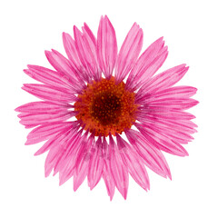 A Beautiful Pink Flower Featuring Radiant and Colorful Petals That Brighten the Scene