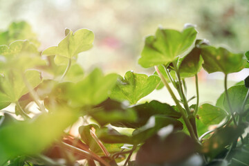 Close-up of lush green geranium leaves, highlighted by natural light, showcasing their vibrant color and intricate details.