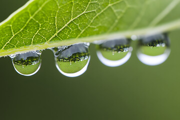 Fototapeta premium Leaf's Dewdrop Reflections: Nature's Art