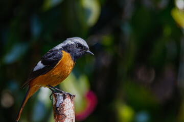 Fototapeta premium ジョウビタキ 別れの季節