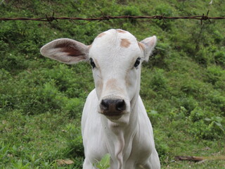 white calf on a meadow