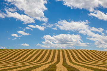 Freshly Harvested Field on a Farm in the Rural Countryside in the Summer