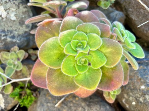 Aeonium smithii or hairy verode succulent plant, green leaves isolated close-up in the sun on volcanic stones background in Tenerife, Canary Islands, Spain