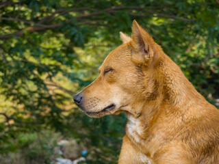 Fototapeta premium portrait of a german shepherd
