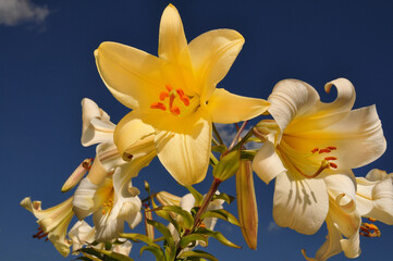 vibrant yellow flowers in full bloom against a stunning blue sky