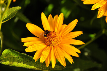 A bumblebee perched on a vibrant yellow flower creates a striking contrast