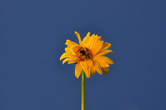 vibrant yellow flowers in full bloom against a stunning blue sky