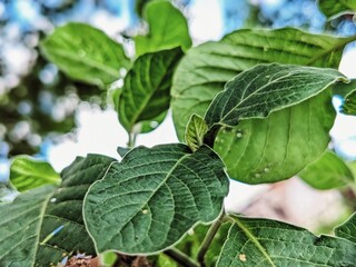 green leaves of a tree