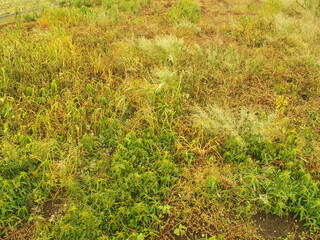 初秋の若草と枯草の生える野原風景