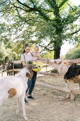 Mom with a little girl in her arms feeds vegetables from a bowl to a herd of ponies in the park
