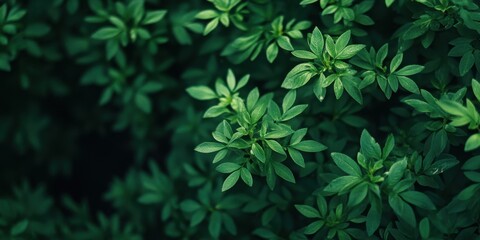 Dense arrangement of green foliage showing leaf textures and structure